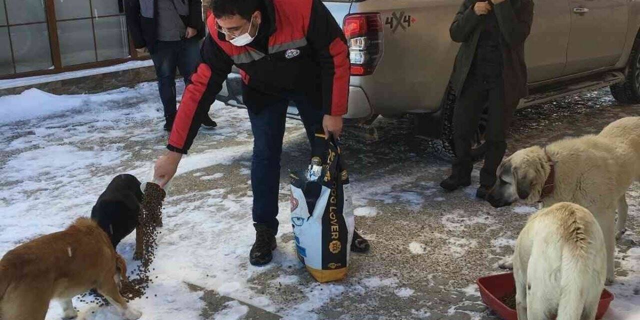 Yaylalarda aç kalan hayvanlar unutulmadı