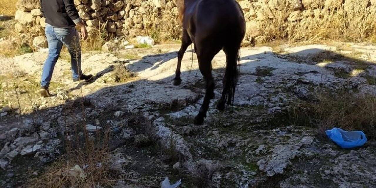 Su ile dolu kuyuya düşen at kurtarıldı