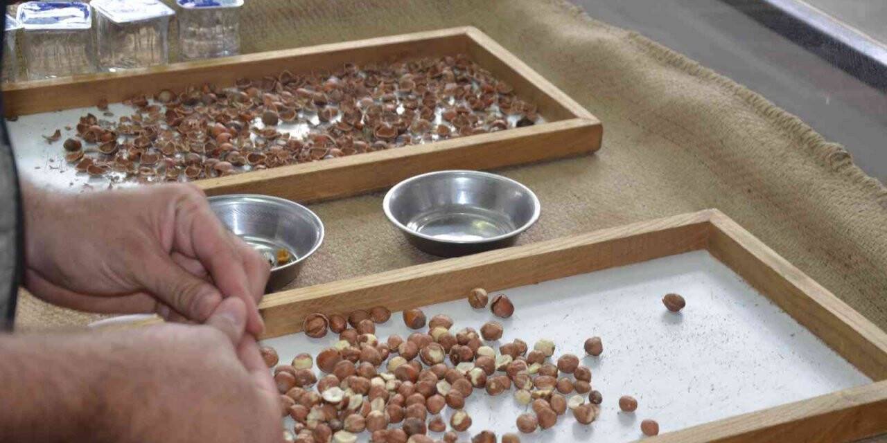 Ordu’da kabuklu fındık 28,5 liraya kadar yükseldi