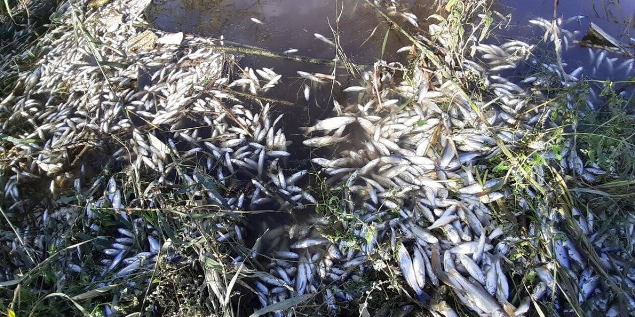 Menderes’te balıklar ölmeye başladı