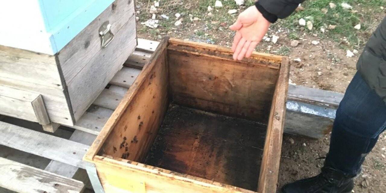 Arıcıların başı hırsızlarla dertte