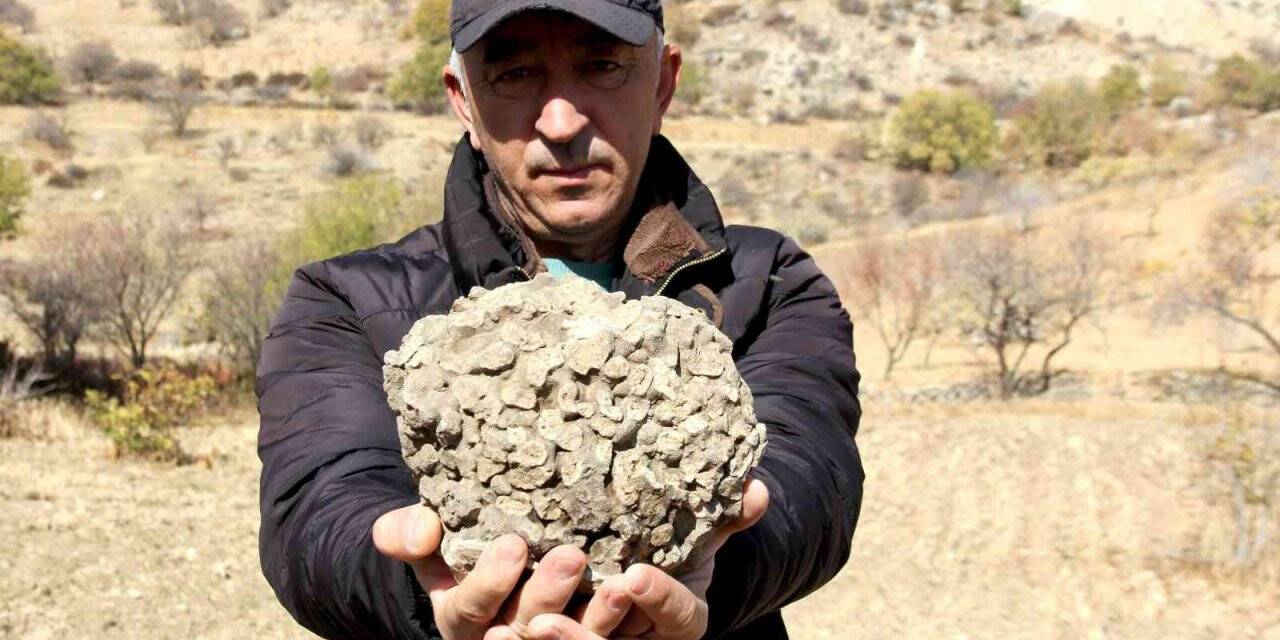 Tut’ta 10 kilo ağırlığında 65 milyon yıllık deniz mercanı bulundu