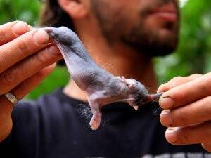 Gazze'de fil görünümlü tavşan yavruları