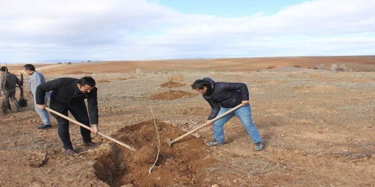 Beldeye kurulan meyve bahçesine ceviz ağacı diktiler