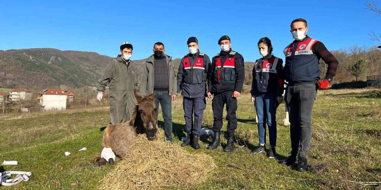 Yaralı katırlara jandarmadan şefkat eli
