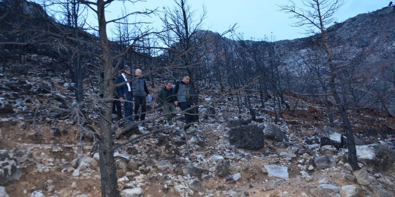 Gülnar’da yanan orman sahaları yeşillendiriliyor
