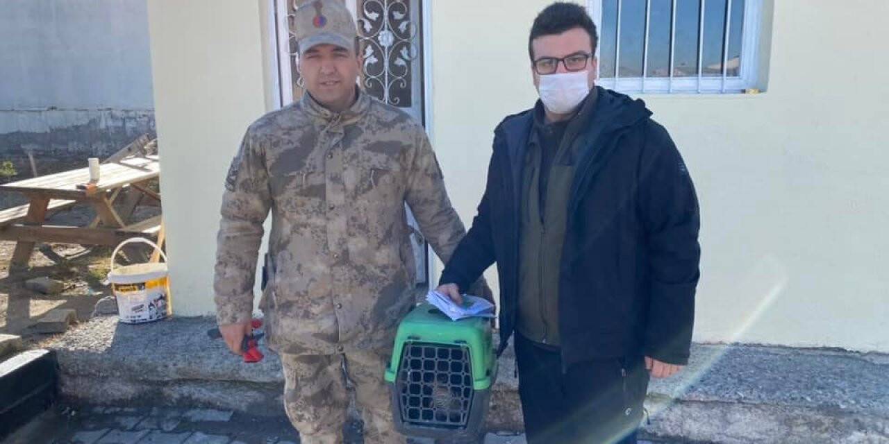 Tedavisi yapılan atmaca doğaya bırakıldı