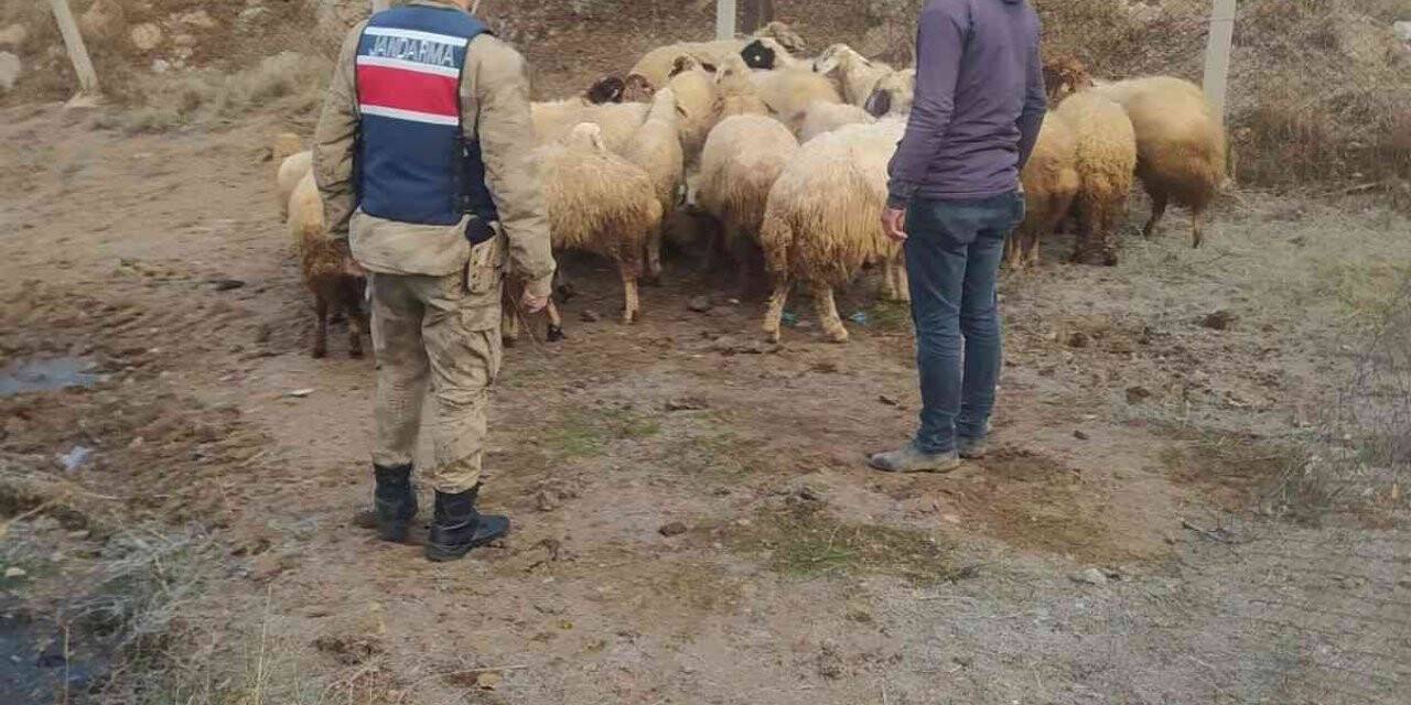 Kayıp 31 koyunu jandarma buldu