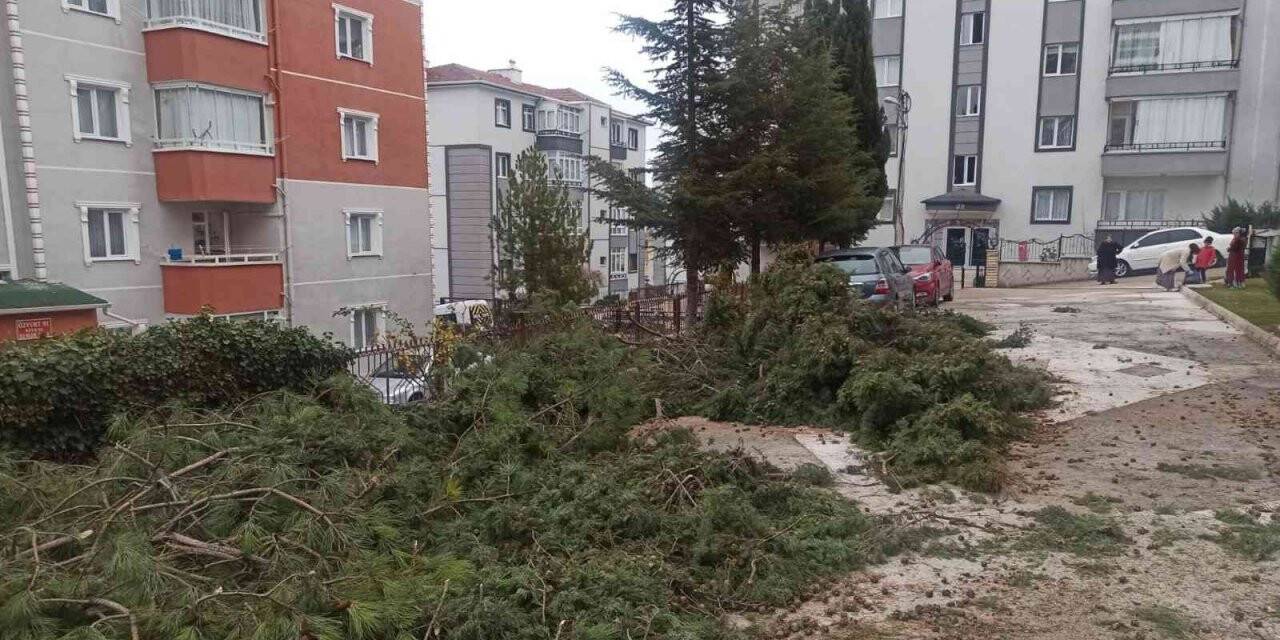 Sincan’da kesilen ağaçlar site sakinlerini birbirine düşürdü