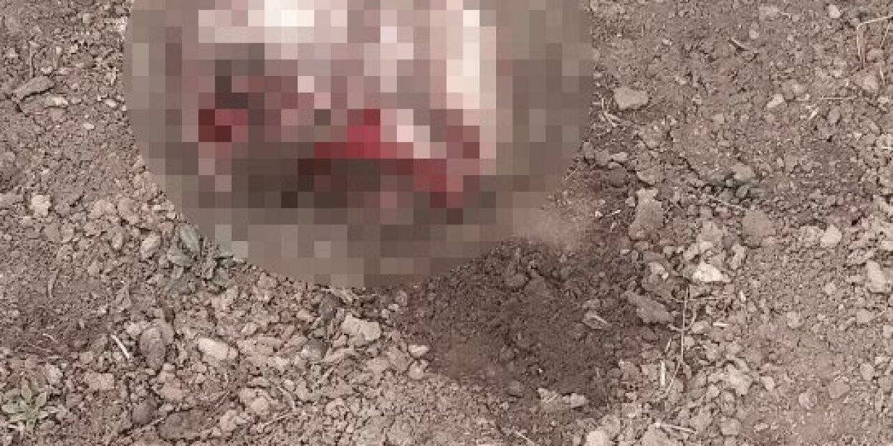 İran sınırında parçalanmış ceset bulundu