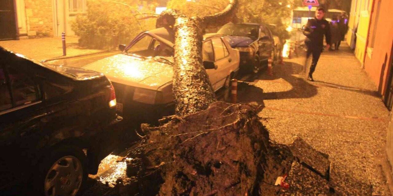 Aydın’da yağmurla birlikte devrilen çam ağacı, araçları hurdaya çevirdi