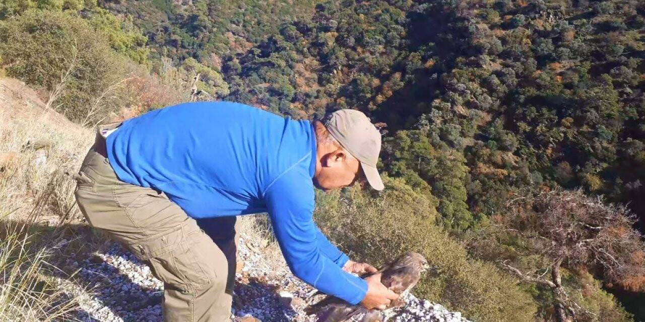 Otomobilin çarptığı şahin, yeniden doğaya salındı