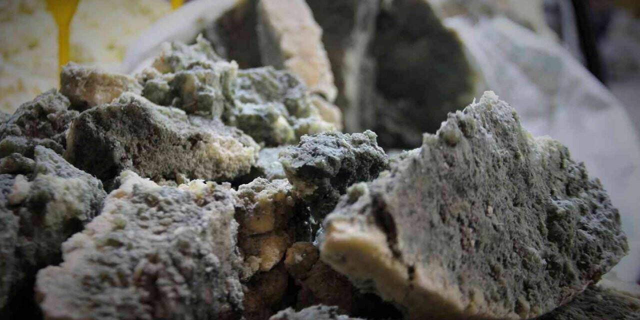 Organik yeşillenen vazgeçilmez lezzet: "Küflü peynir"