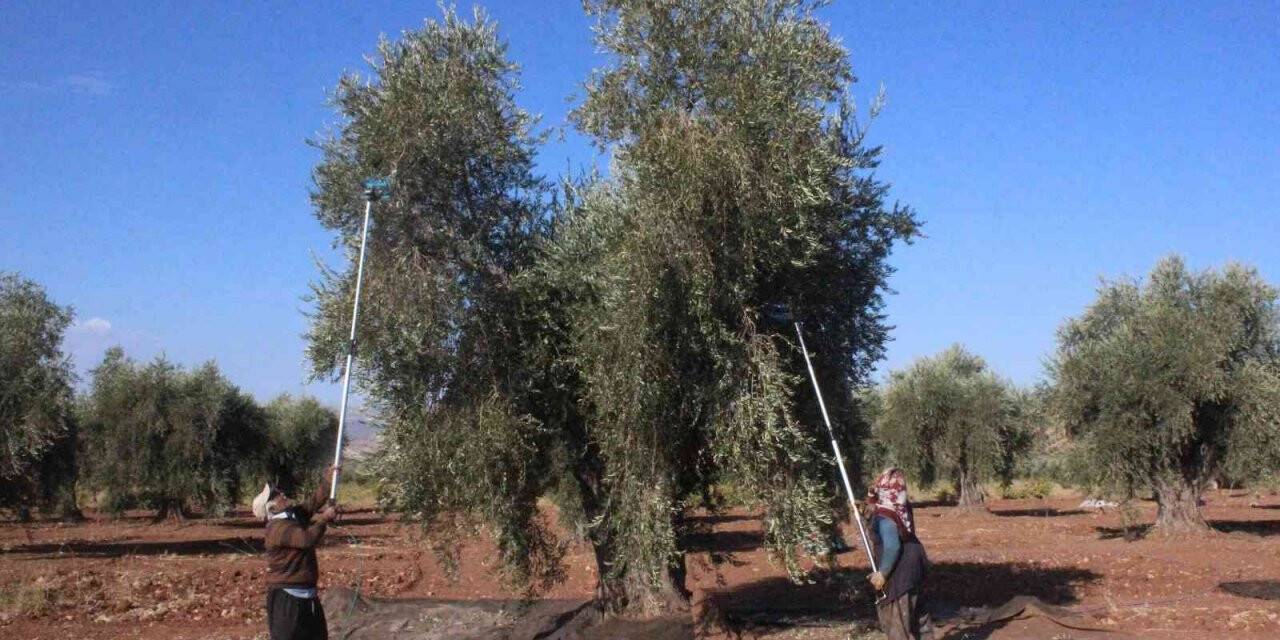 Kilis’te zeytinyağı fabrikaları tam kapasite çalışıyor
