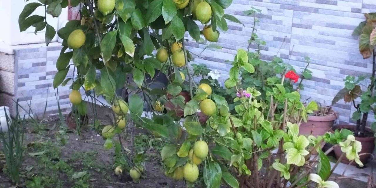 Burhaniye’de limon bereketi