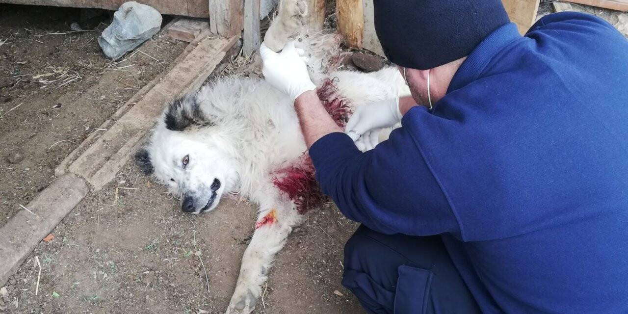 Aç kurtlar çoban köpeğini ağır yaraladı