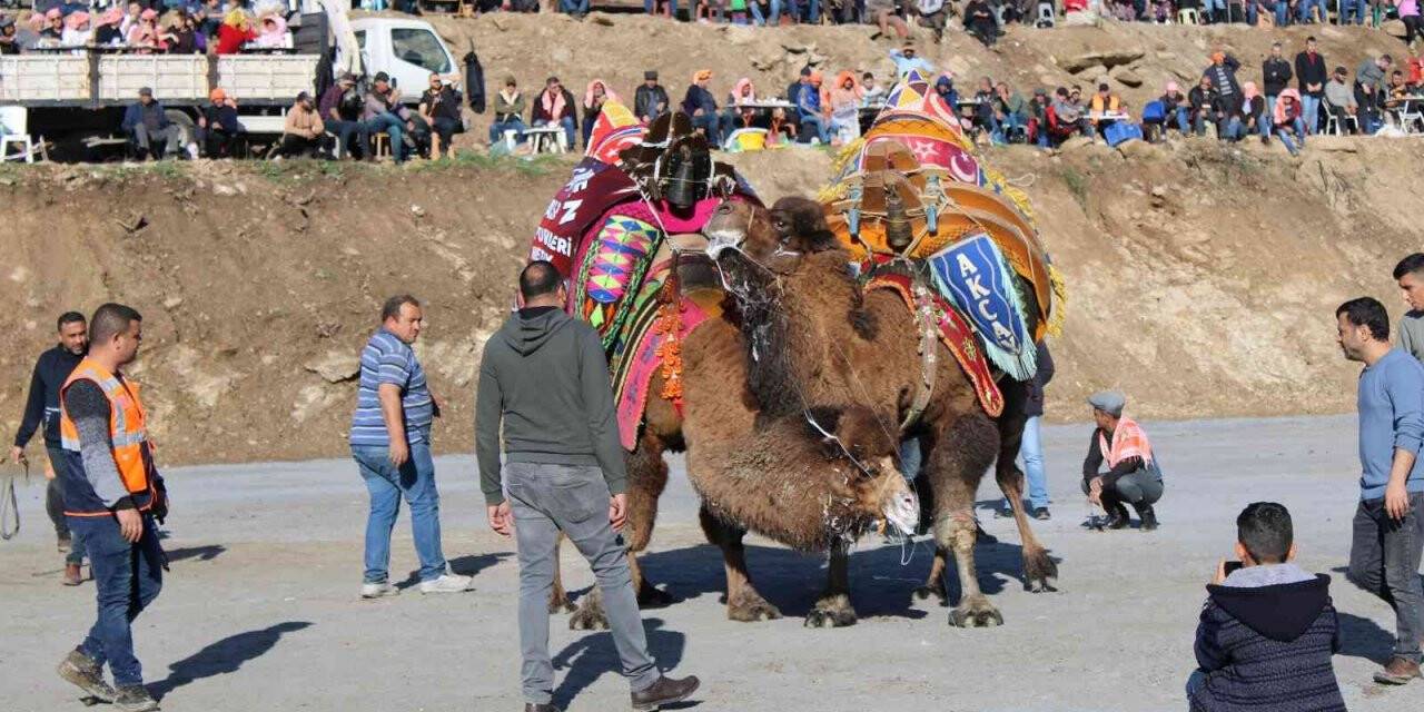 Türkiye’nin pehlivan develeri kozlarını Aydın Koçarlı’da paylaştı