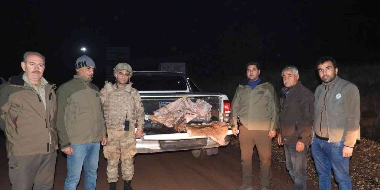 Yabani dağ keçisini vuran şahsa 63 bin TL ceza