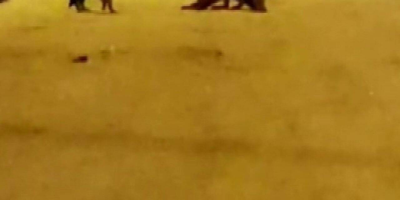 Tilki ve kedinin kavgası gülümsetti