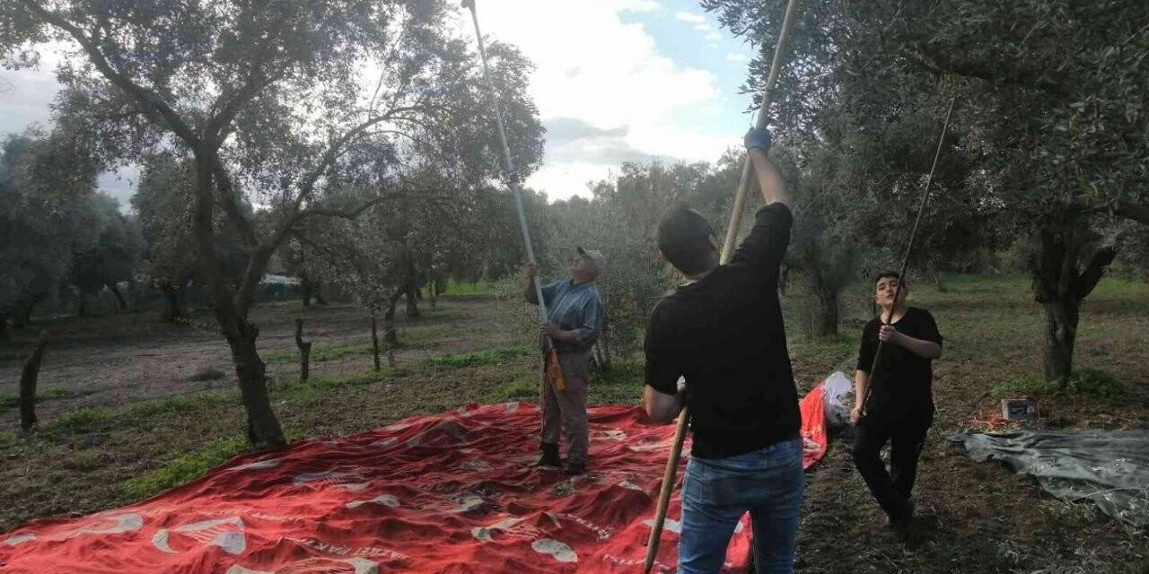 Aydın genelindeki yağışlar zeytin üreticisini sevindirdi