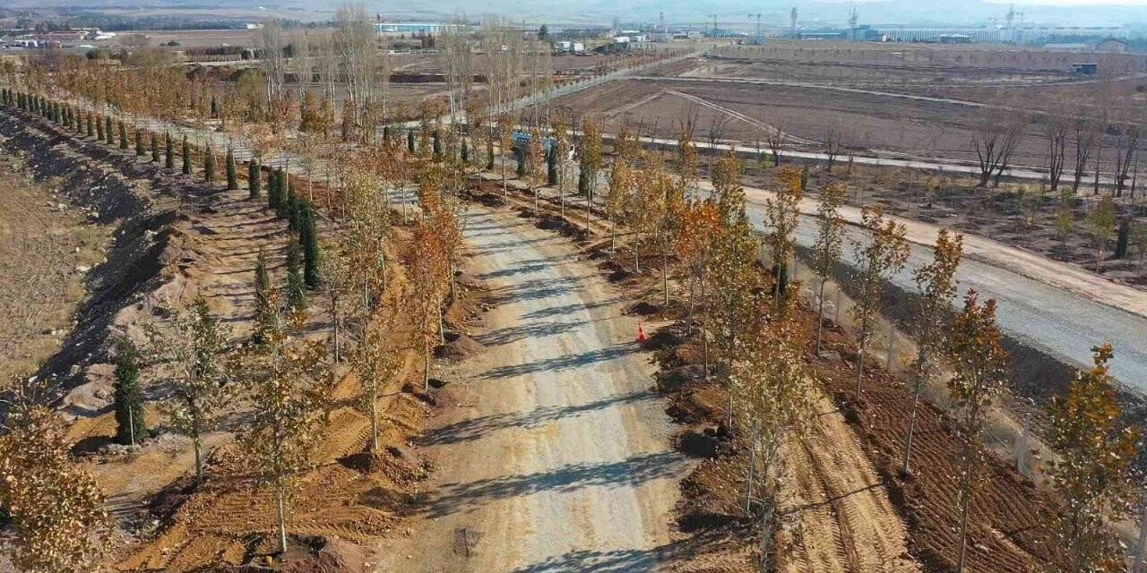 Ankara’da, Haziran ayına kadar hedef 70 bin ağaç
