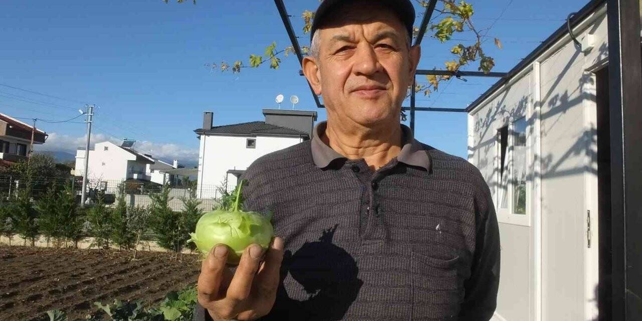 Balıkesir’de emekli eğitimci hobi bahçesinde "alabaş" turbu yetiştirdi
