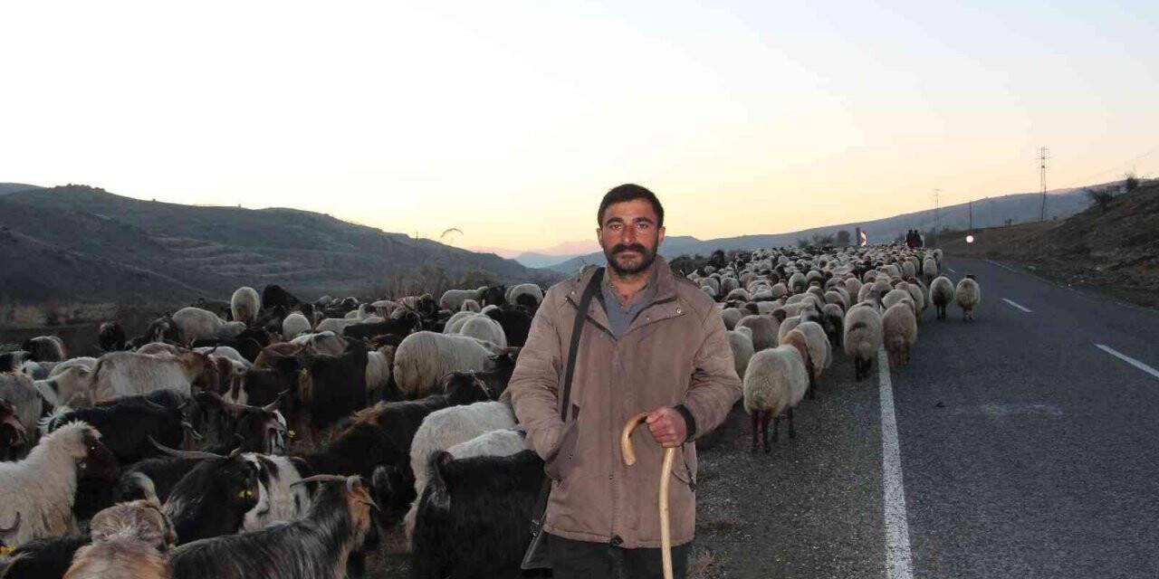 Siirt’te 10 bin lira maaşla çalıştıracak çoban bulamıyorlar