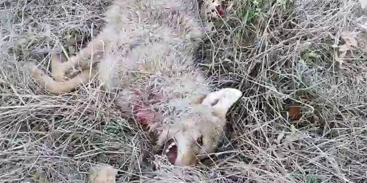 Kurdun saldırısını köpekler önledi