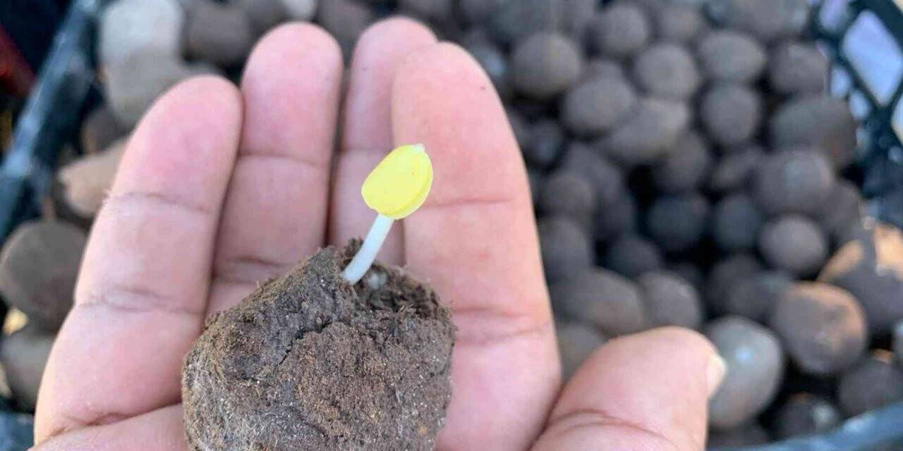 2 bin tohum topunu doğayla buluşturdular