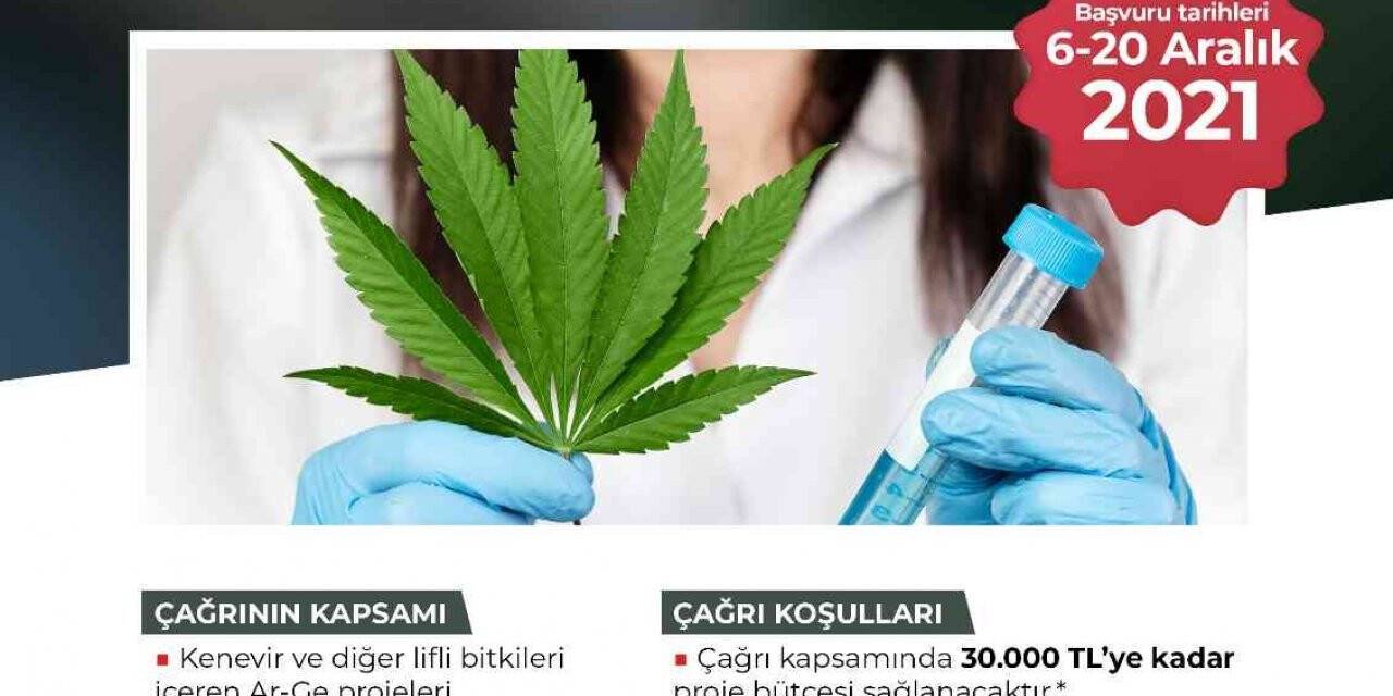Kenevir için proje çağrısı