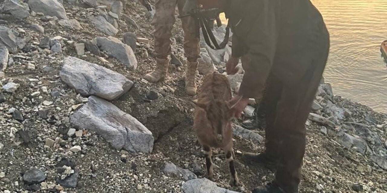 Dağları teröristlere dar ettiler, yaban hayvanlarına kucak açtılar