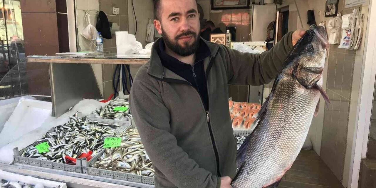 Akçakoca’da 7 kilo levrek avlandı