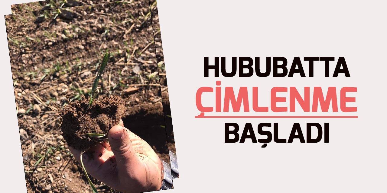 Konya’da geç ekime bağlı hububat ekili tarım alanlarında çimlenme başladı