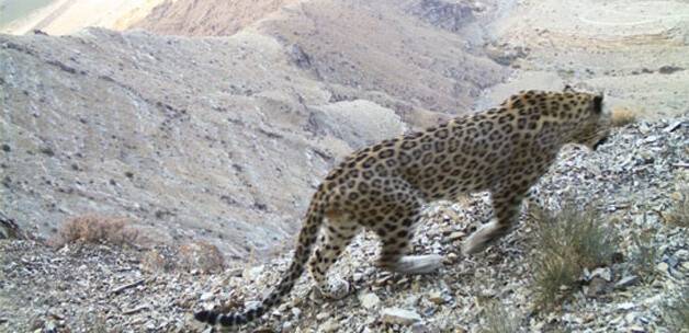 Kafkasya leoparları kapana yakalandı
