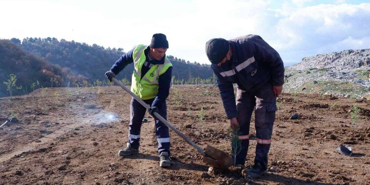 Eski çöplük orman olma yolunda