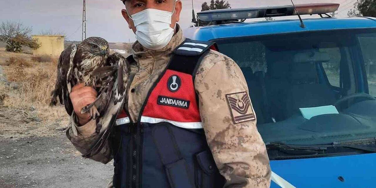 Yaralı şahin tedavi altına alındı