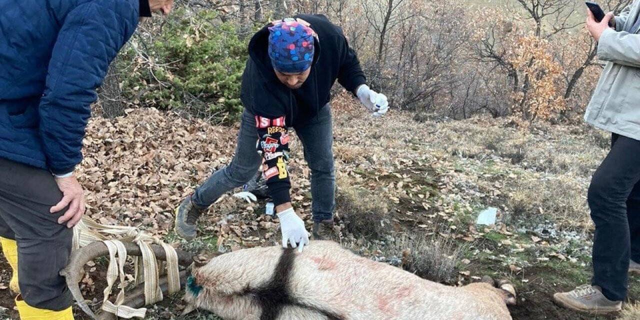 Tunceli’de köpeklerin saldırısına uğrayan yaban keçisi, tedavisi yapılarak doğaya bırakıldı
