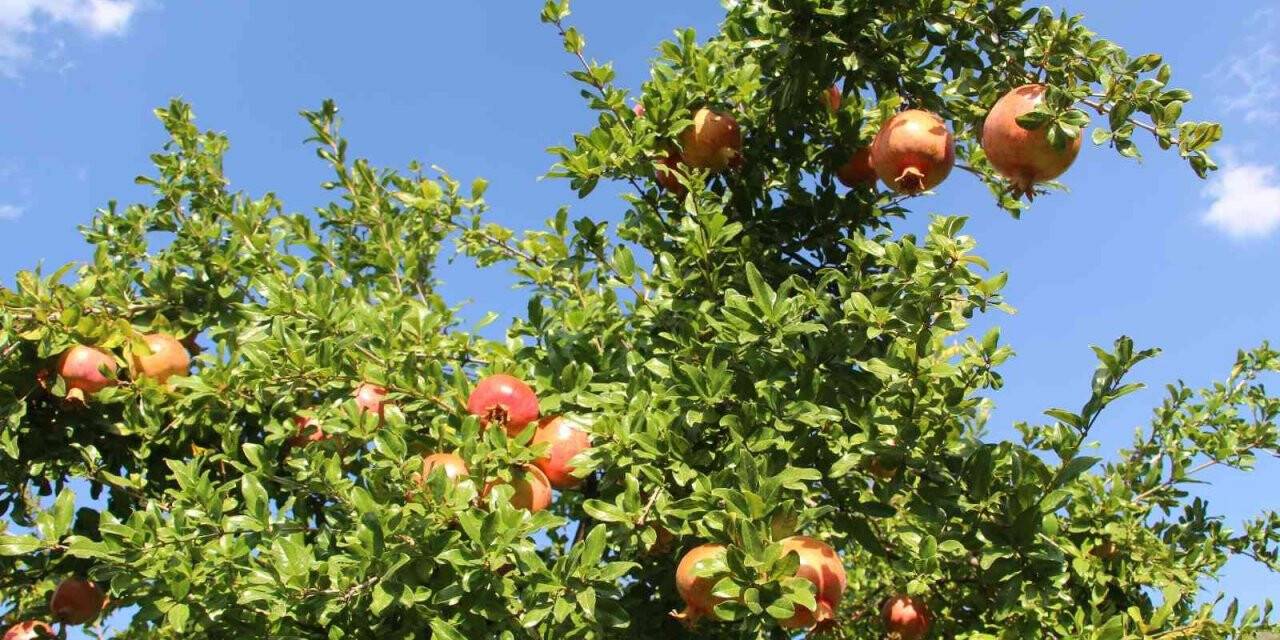 8 ay tazeliğini koruyan Zivzik narından ülke ekonomisine 40 milyon lira gelir bekleniyor