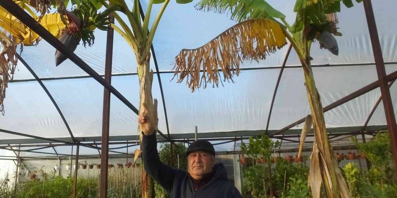 Burhaniye’de muz yetiştirdi