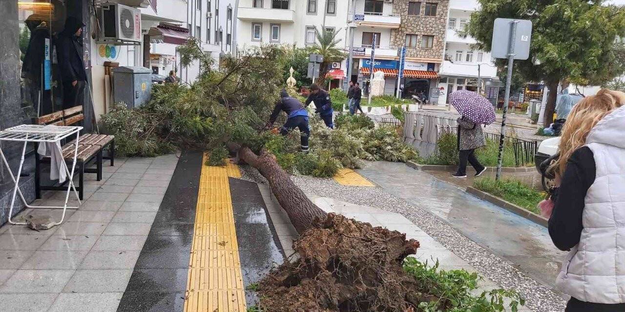 Datça’da çeyrek asırlık ağaç rüzgarın etkisi ile devrildi