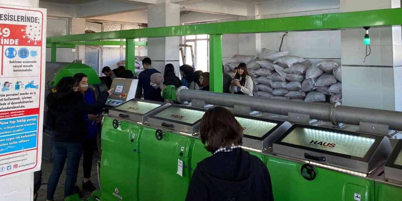 Üniversiteli gencler zeytinyağı üretimini yakından gördü