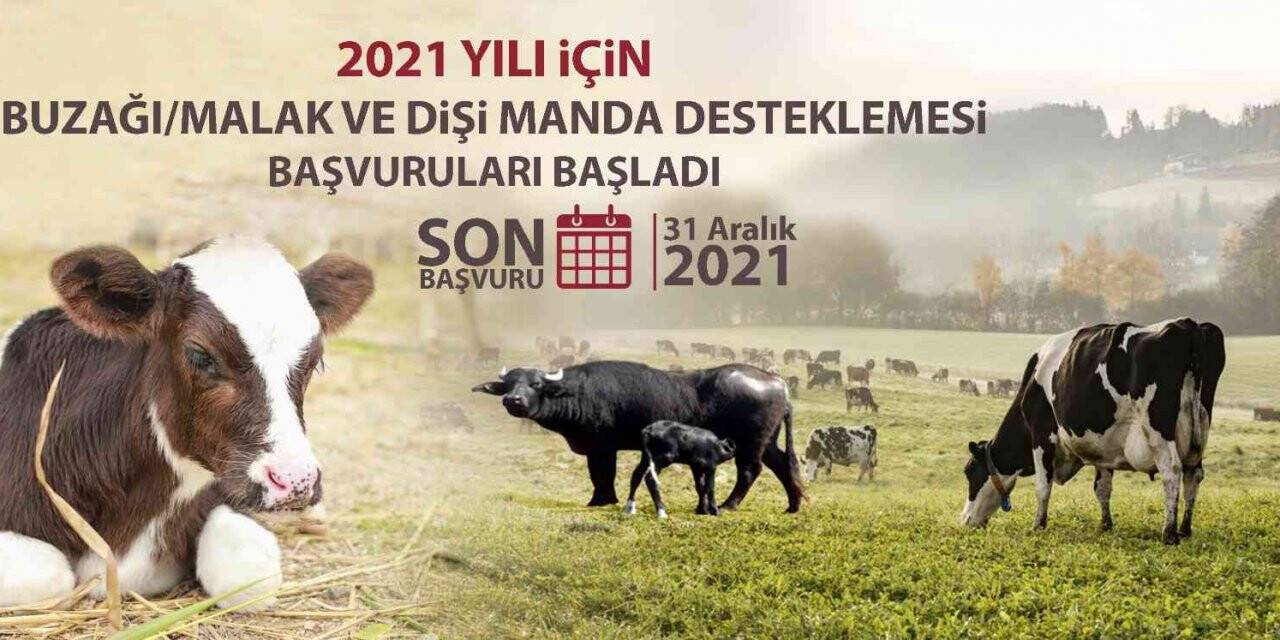 Malak ve dişi manda destekleme başvuruları başladı