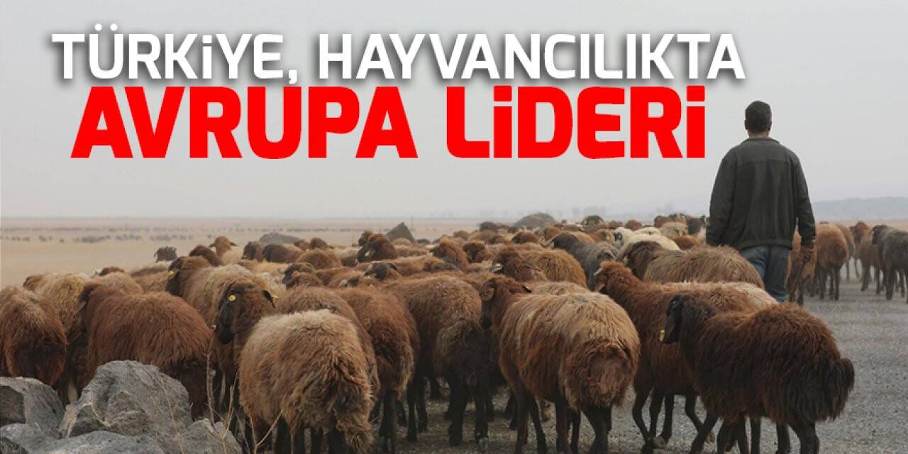 Türkiye, hayvancılıkta Avrupa lideri