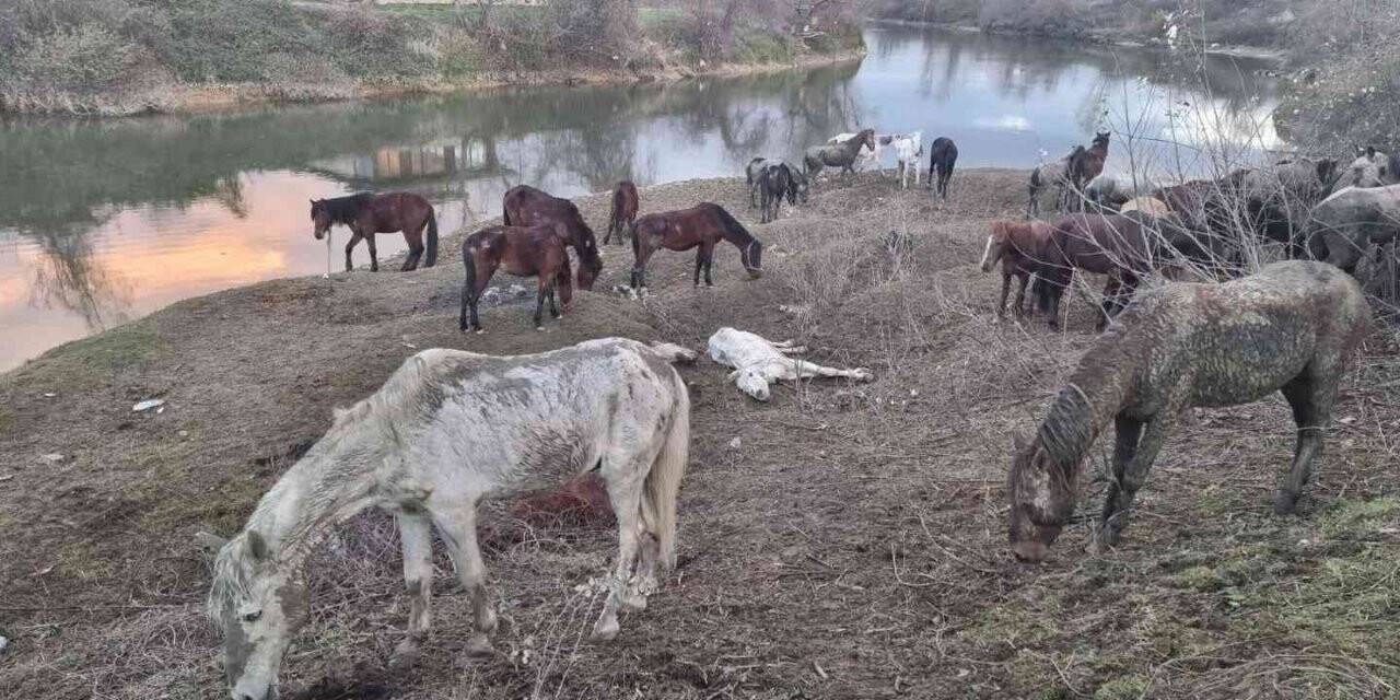 ’Nehir kenarında at kesiliyor’ ihbarı jandarmayı harekete geçirdi
