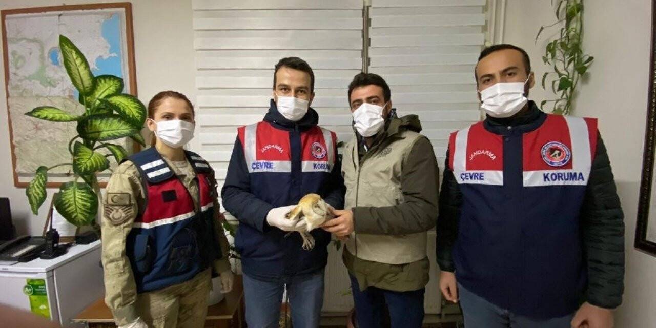 Bitlis’te peçeli baykuş DKMP’ye teslim edildi
