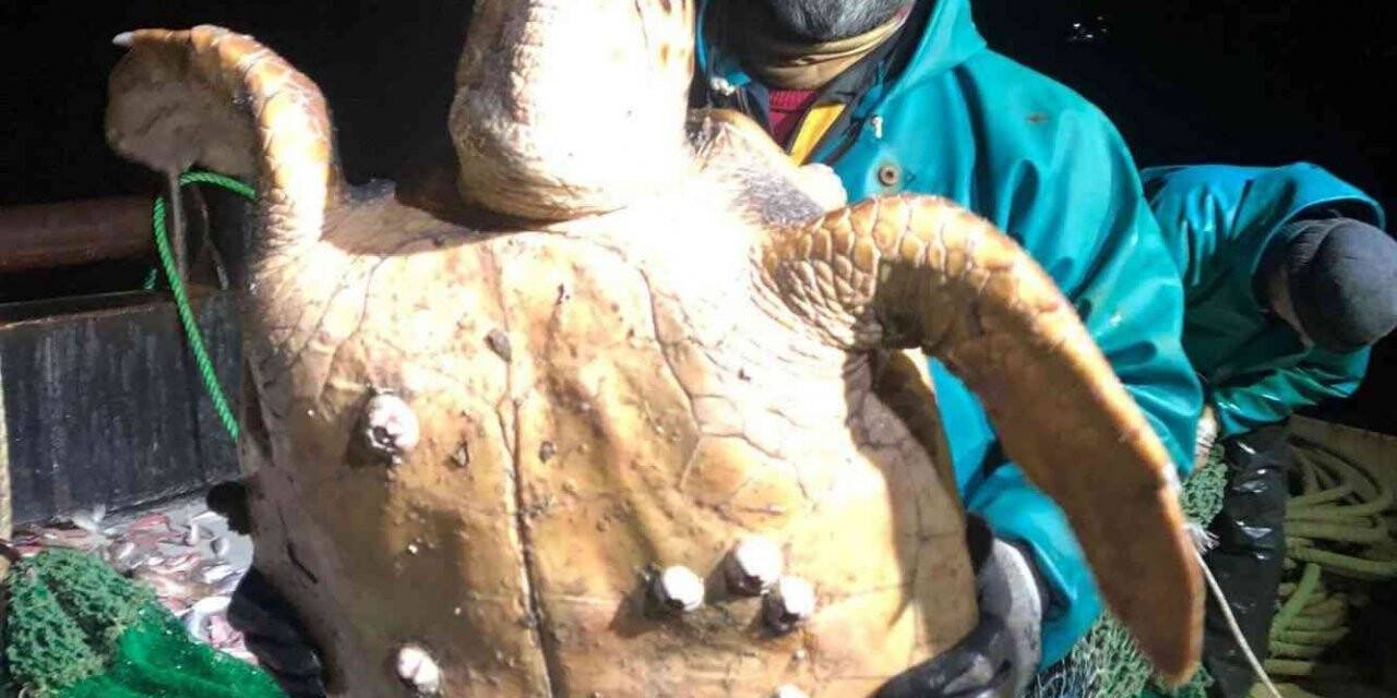 Marmara’da ağlara takılan caretta caretta balıkçıları şaşkına uğrattı