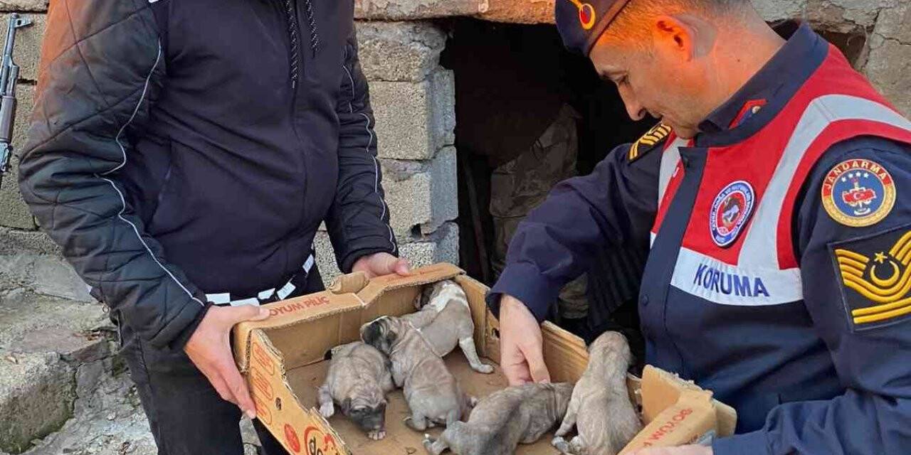 Bingöl’de jandarma, 8 yavru ve anne köpeği donmak üzereyken kurtardı