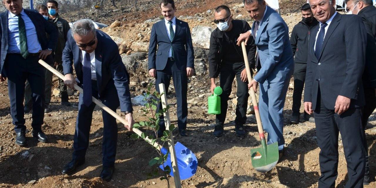 Vali Su, yanan orman alanlarında fidan dikti