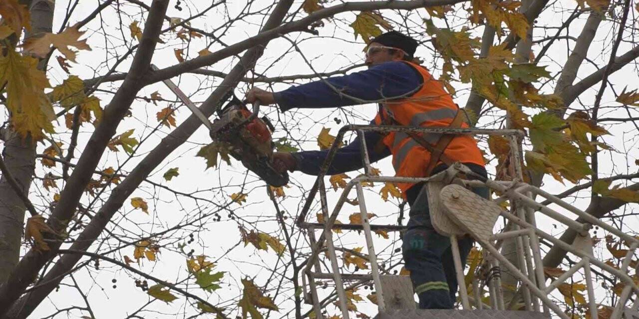 Budanan ağaç dalları ihtiyaç sahiplerine yakacak oluyor
