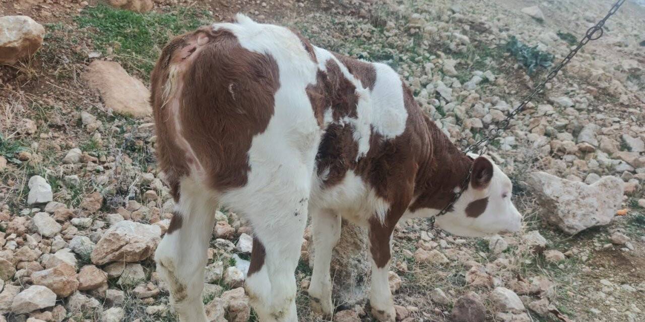 Kuyruksuz dünyaya gelen buzağı görenleri şaşırttı